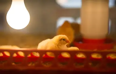 livestock insurance for chicken farms