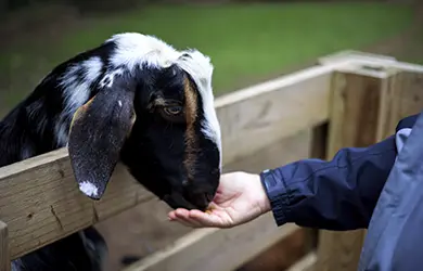 animal liability insurance for petting zoos