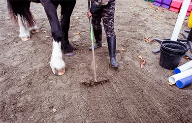 workers compensation for equine businesses