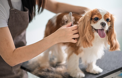 animal bailee insurance for pet shops
