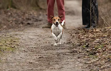 animal bailee insurance for animal rescue businesses