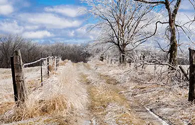 livestock insurance for farms