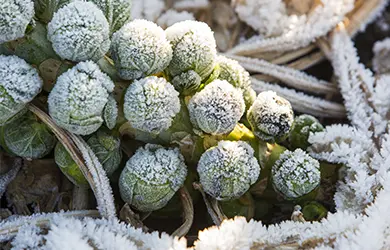 crop insurance for agriculture businesses