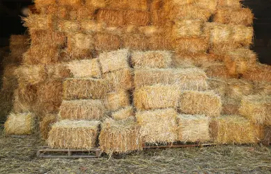 general liability for equine businesses