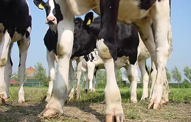 workers compensation for dairy farms