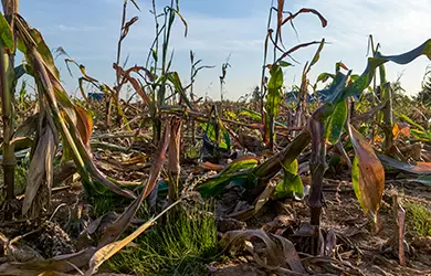 business income insurance for agritourism businesses