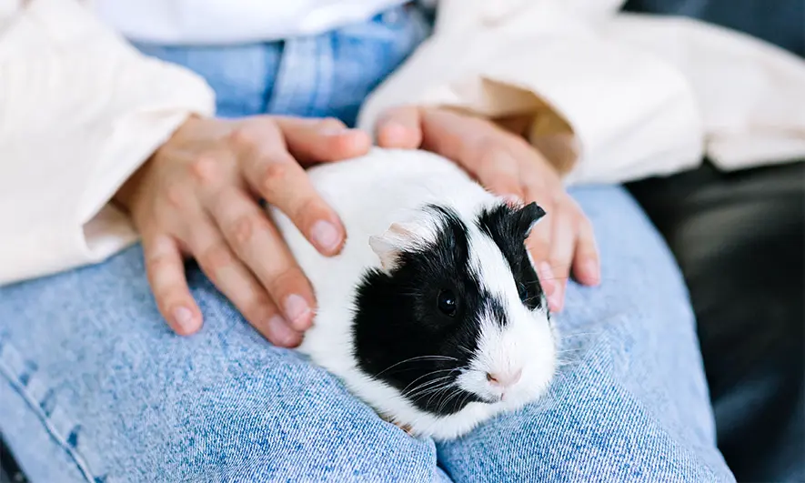 woman with guinea pig
