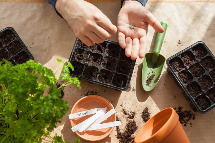 Person planting seeds into cells