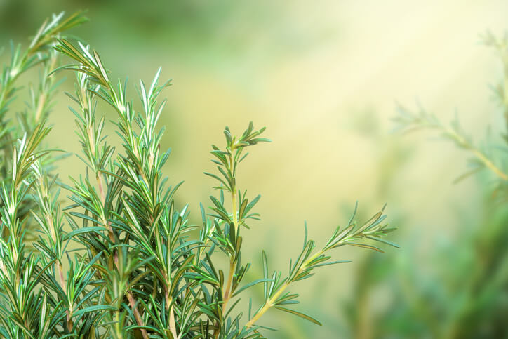 Rosemary plant