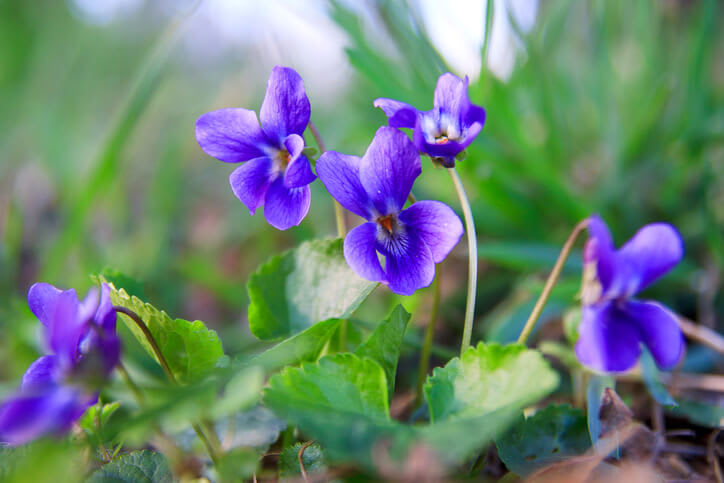 Purple flowers