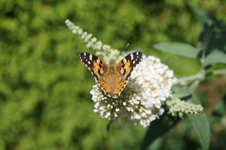 A butterfly lands on a white flower