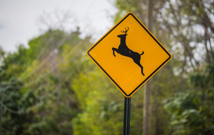 deer crossing sign