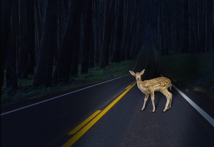 deer facts and driver safety