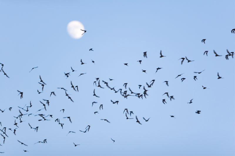 Bats flying through the sky at dusk