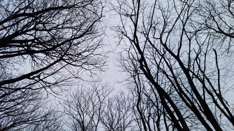 trees