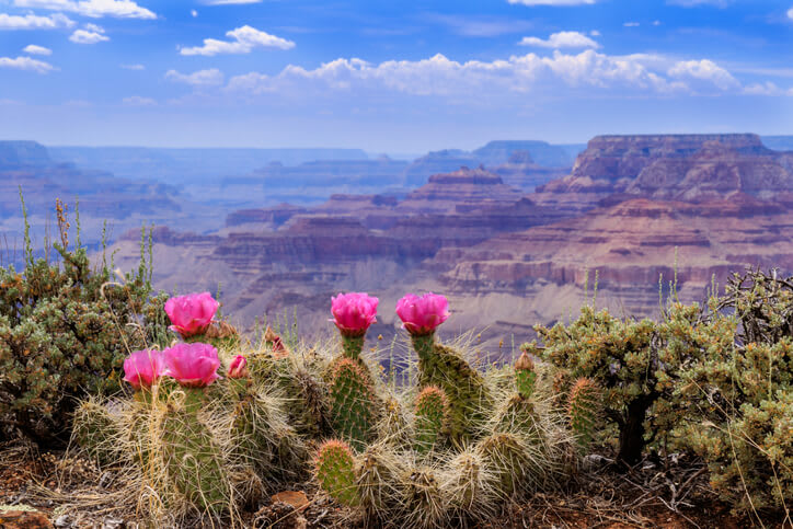 Grand Canyon Virtual Tour