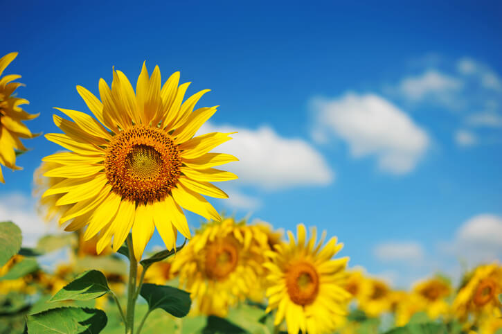 Blooming sunflowers