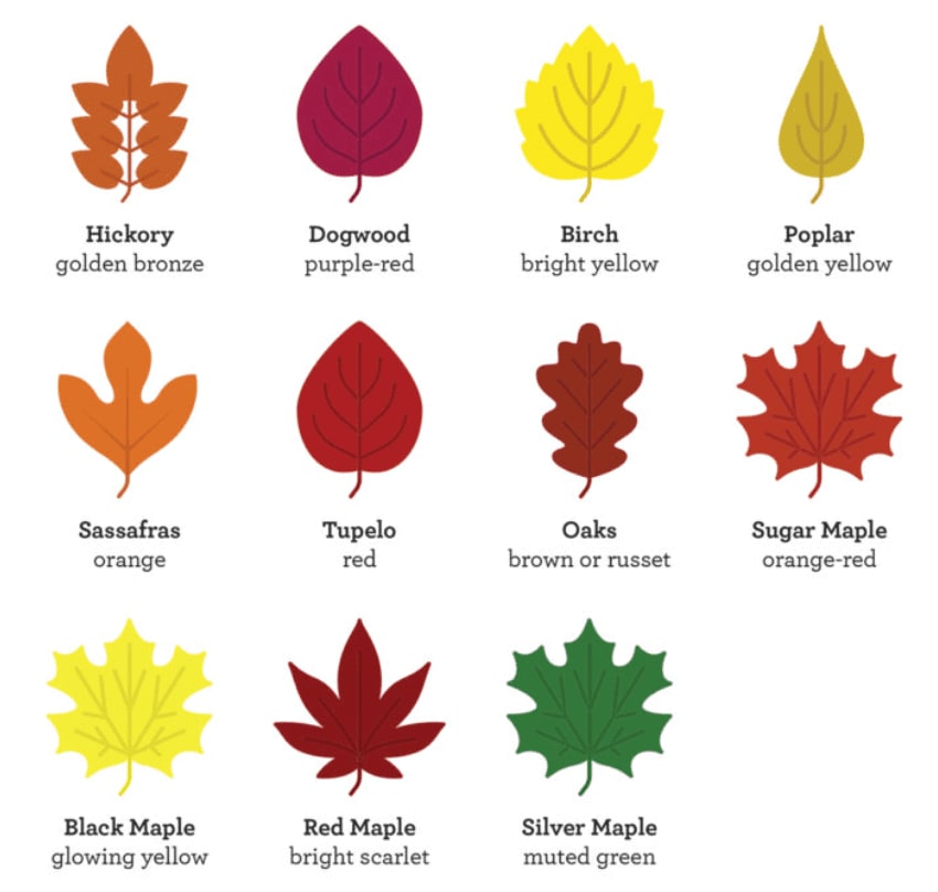 leaf peeping