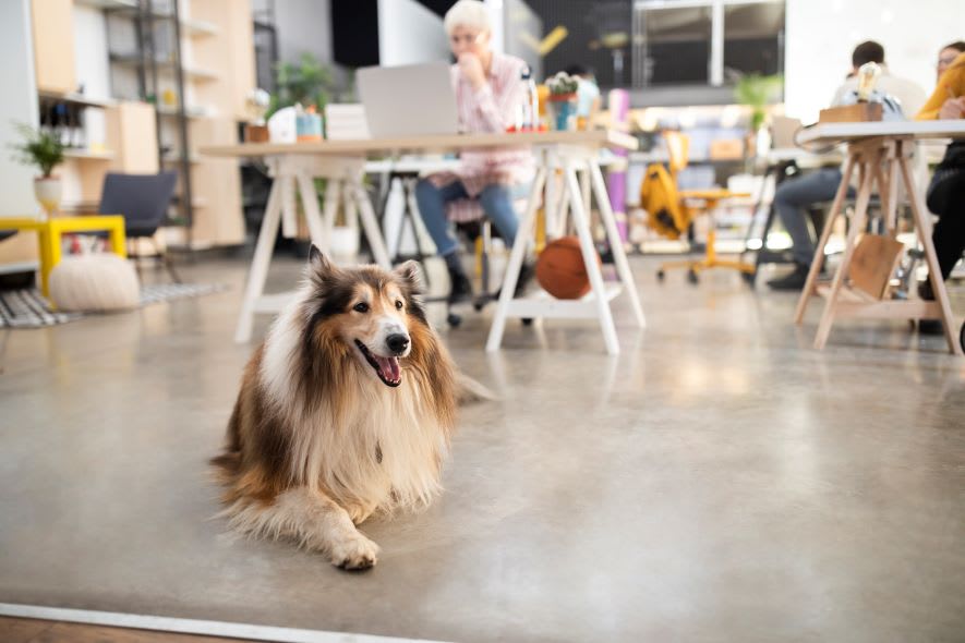 a service dog sits inside an office while workers are at their desks