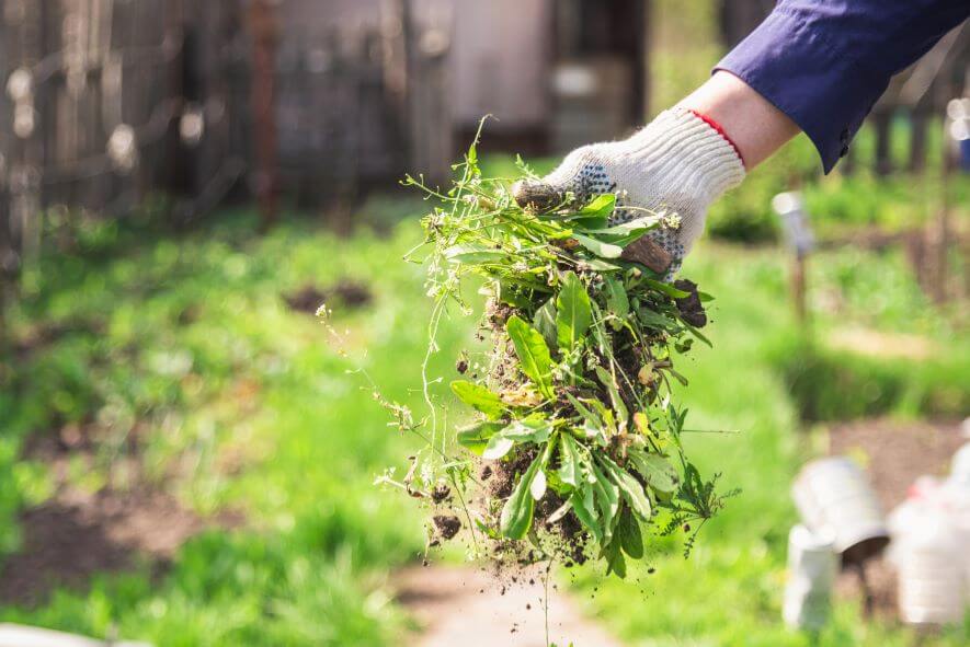 pulling weeds