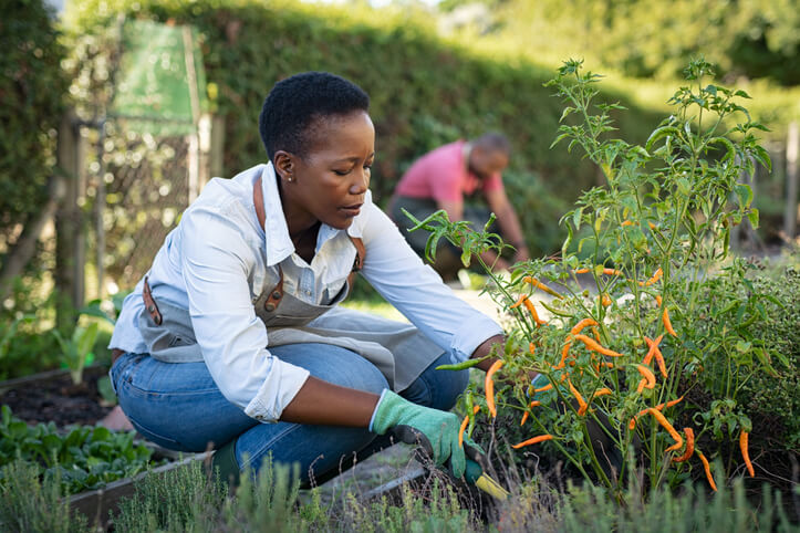 Person bending down to harvest some peppers