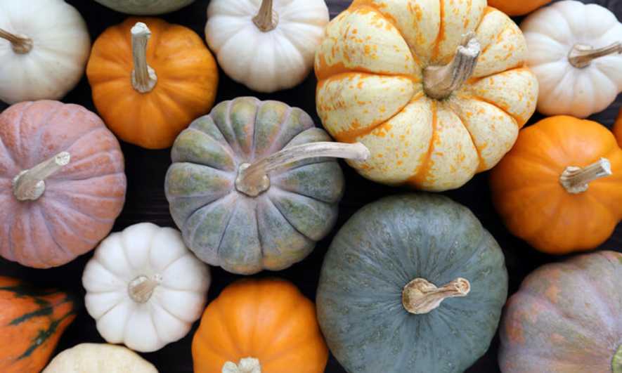 Fall Pumpkins