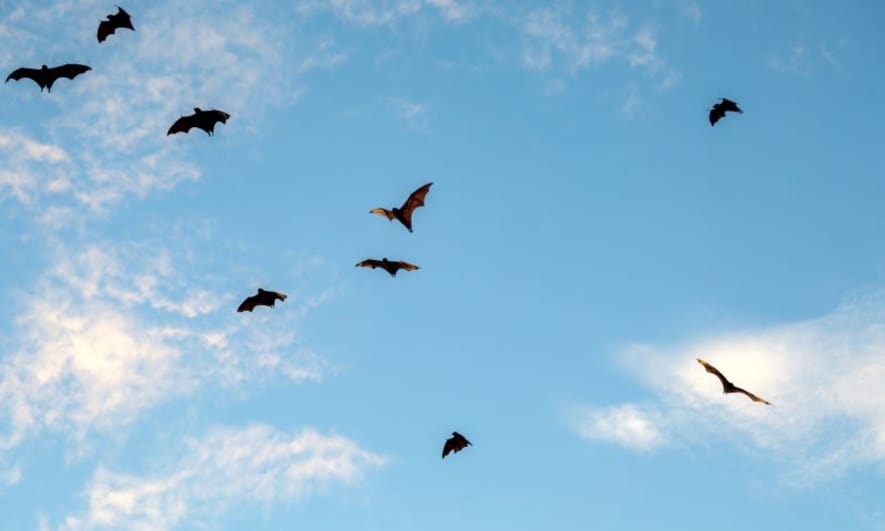 A Case for Bats: Why They’re Great For Your Property and How to Protect Them