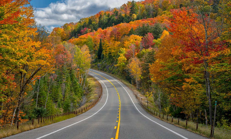 A winding road through autumn-colored leaves