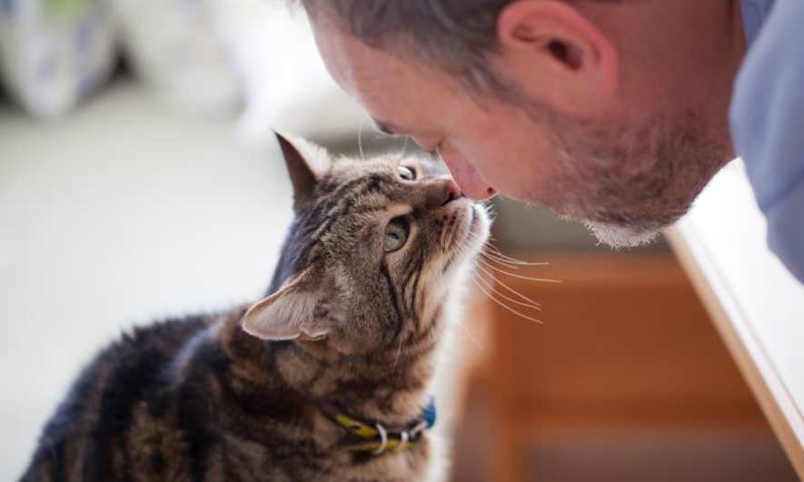 A Purrfect Pal: 8 Reasons to Adopt a Cat