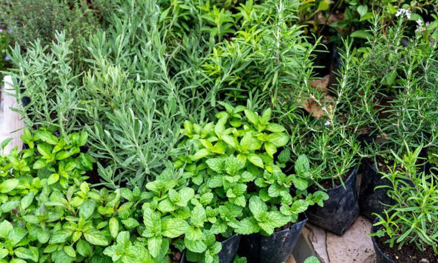 Bugged by Pests in the Yard and Home? Try These Natural Pest-Repellent Methods