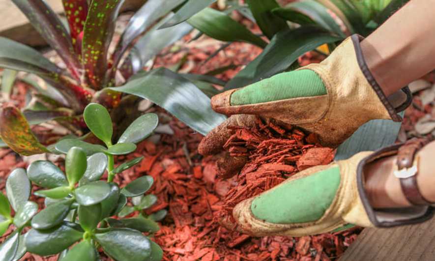 Landscaping Tips