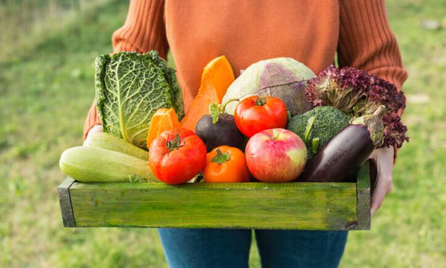 How to start a vegetable garden