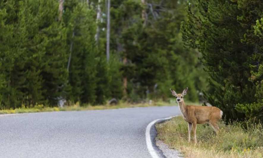 A deer standing on the side of a road