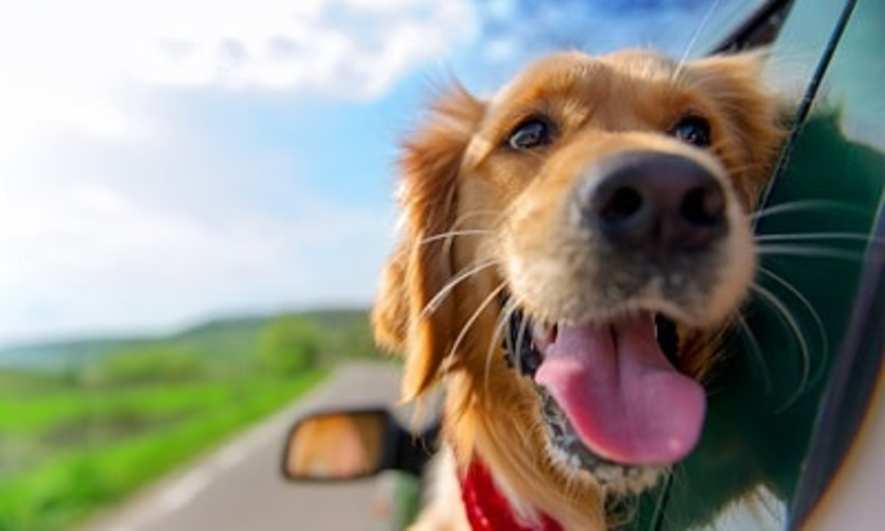 Considering a Furry Friend? 6 Reasons to Adopt a Dog