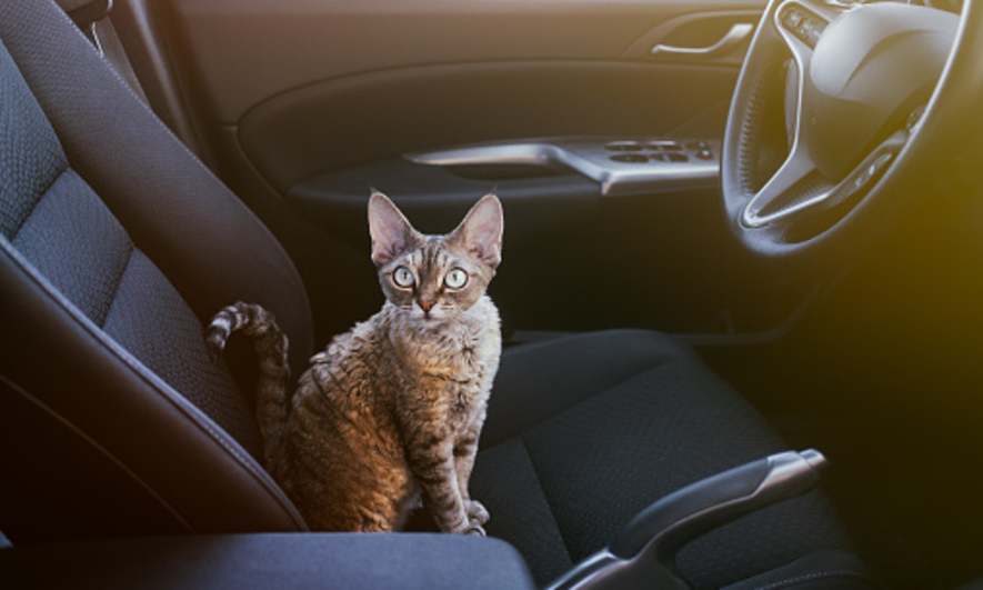 Keeping Your Pets Safe While Driving