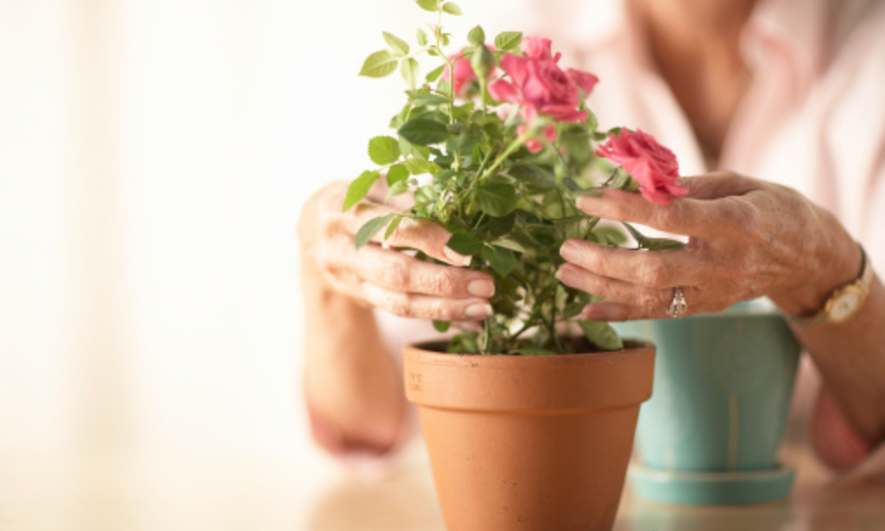 7 Tips for Indoor Gardening