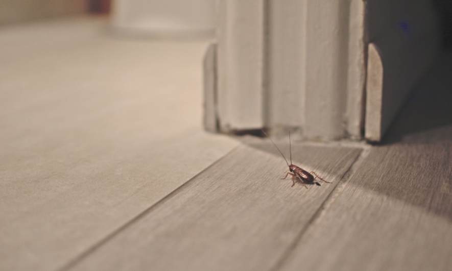 5 Creepy Crawly Pests to Watch for in Your Home
