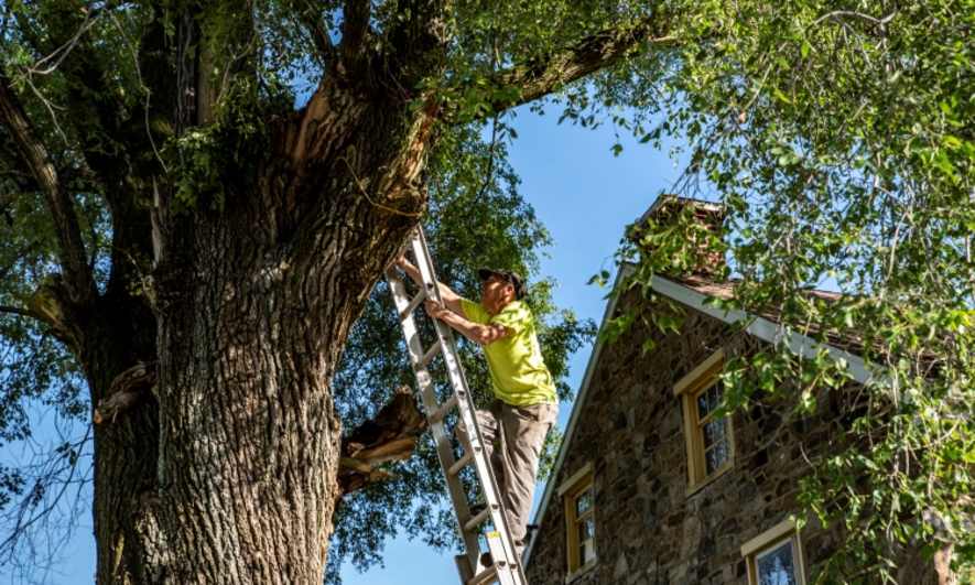 Man climbing on a tall ladder leaning against a tree