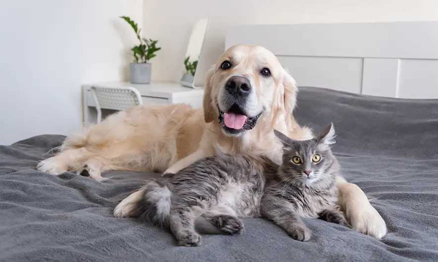 Longevity Benefits of Pets, Plus 6 Unexpected Critters To Consider