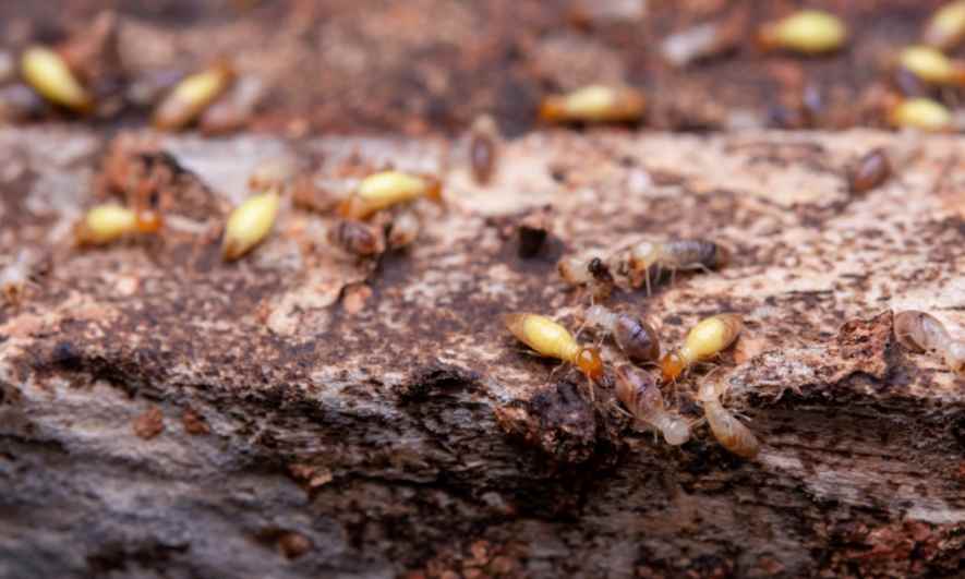 Are Termites Hiding in Your Home? What to Look For and How to Deter Them