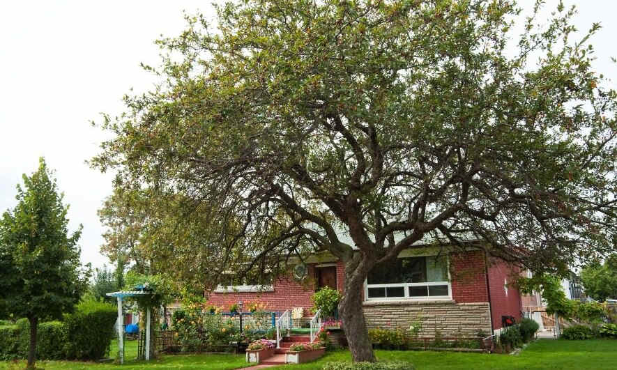 tree maintenance 101