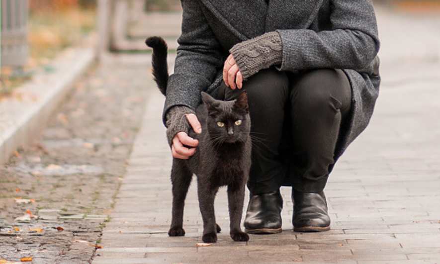 Creepy Superstition Black Cat Crosses Your Path