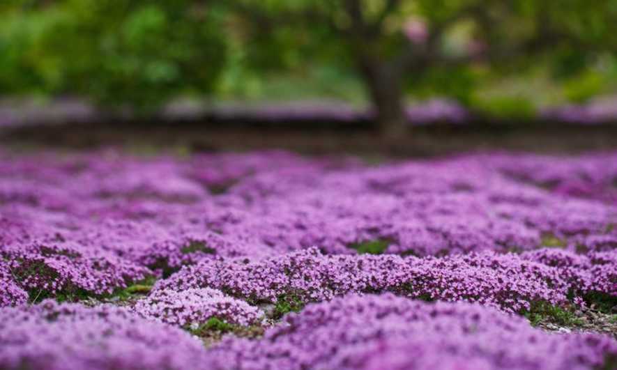 Low-Maintenance Grass and Garden Alternatives, Plus Garden Tips