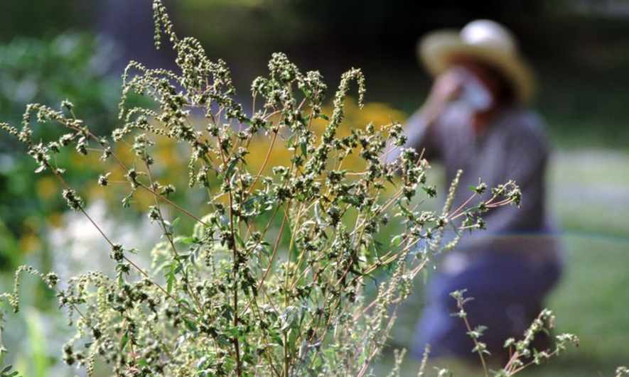 Seasonal Allergies Have You Sniffling? Learn How to Create an Allergy-Friendly Yard