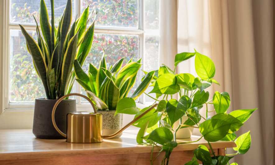 Plants for Health