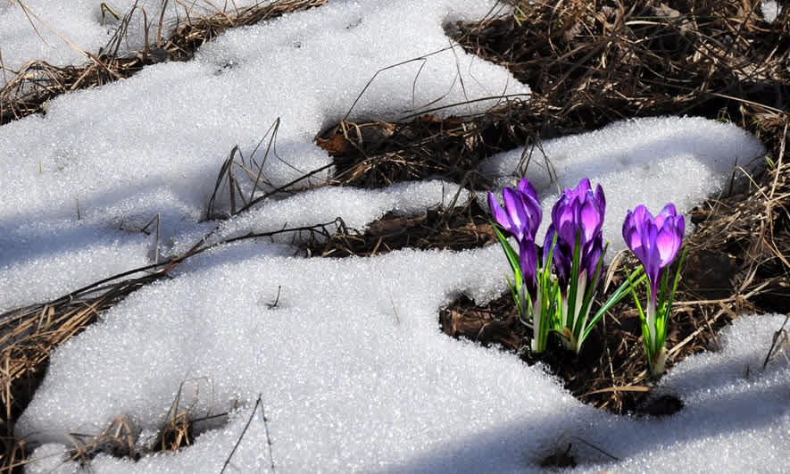 Spring Flooding: Know the Risk for Your Home