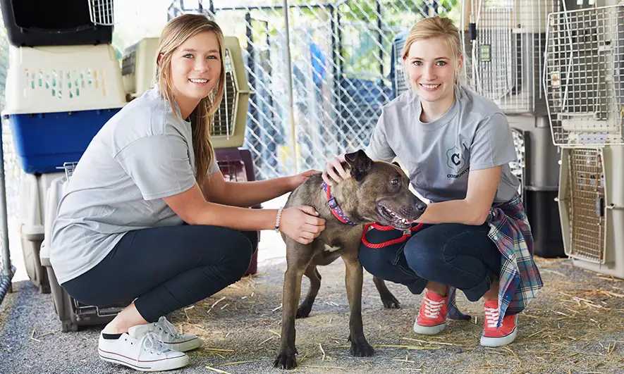 small business owners protected by animal rescue insurance