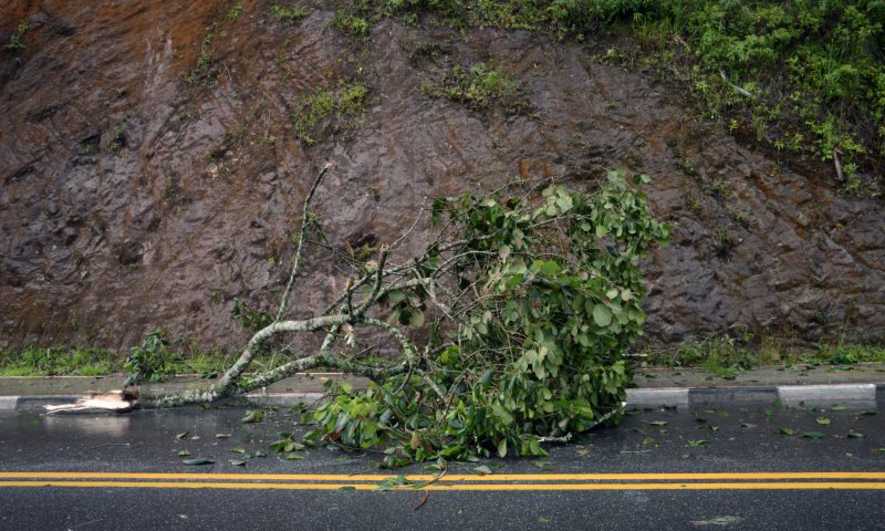A broken tree branch in a road after a storm