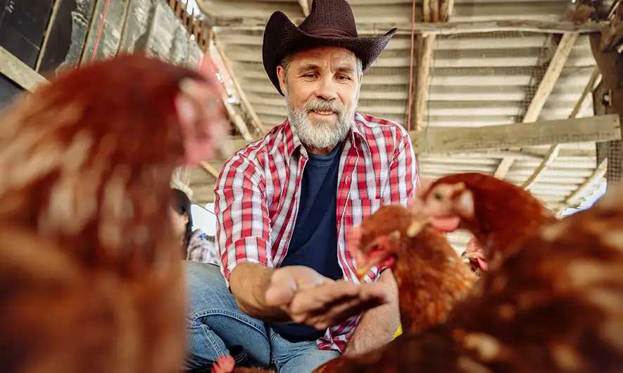 male business owner protected by chicken farm insurance