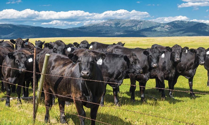 Livestock & Animal Mortality Business Insurance